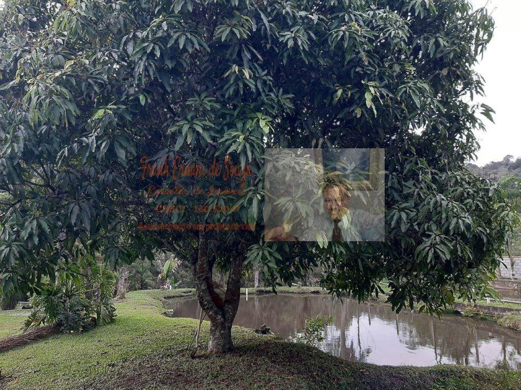 Chácara, 3 quartos, 4500 m² - Foto 1